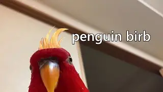 penguin birb