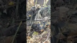 Жахи війни 