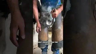 Why Does Horse Need Metal Shoes?