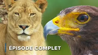 Prédateurs de la terre et du ciel : lions, hyènes et rapaces | Attaquer et défendre 101+102