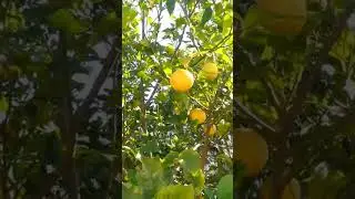 🍋 MILES de LIMONES gracias a ESTO!!