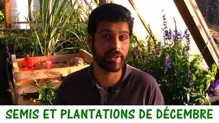 QUE SEMER ET PLANTER EN DÉCEMBRE ?