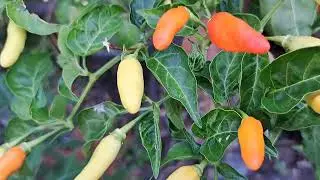 mbah maryono panen cabe📌 @mbahmaryono1969