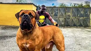 GIANT BOERBOEL BREEDER Explains Why You Should Consider Getting a BOERBOEL