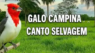 GALO CAMPINA CANTO 💯 SELVAGEM BATENDO FOGO.