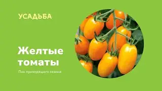 Желтые томаты - Пик приходящего сезона