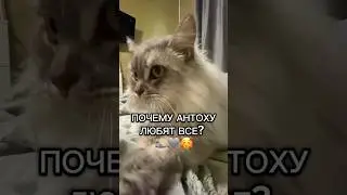 ПОЧЕМУ АНТОХУ ЛЮБЯТ ВСЕ? 🦭❤️ #котантон кота любят все