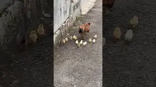 I Stumbled upon hen and chicks omw to church