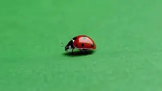 Ladybug – Free Green Screen Loop Animation VFX