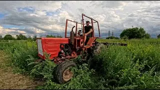 ЧП на картофельном поле! Спасаем урожай! Трактор Т-25А с окучником творит чудеса!
