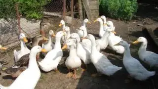 Гуси-гуси, га-га-га! Гуси-лебеди (и утки) с нашей фермы!