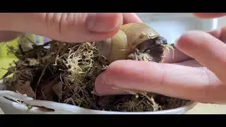 РАСПАКОВКА❗/НОВЫЕ УЛИТКИ/АРХАХАТИНА КРОСС РИВЕР🐌🐌🐌