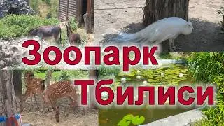 #Зоопарк #Тбилиси #Грузия лето 2024 #Georgia #рек #Tbilisi #топ #travel