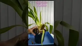 Камбрия. Пересадка в кору. #орхидеицветут #orchidcare #орхидеиуход #пересадкаорхидеи #орхидеи