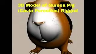 3D Model of Guinea Pig (Cavia Porcellus) Rigged Review
