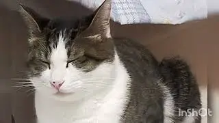 負けないで（ZARD）ソプラノリコーダー