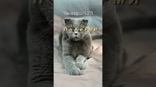А что видите вы?🤔 #котбарон