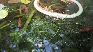 ভিডিওতে শুধু মাছেদের খাবার দেওয়ার দৃশ্য   তুলে ধরা হয়েছে।