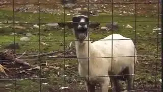 Орущая коза