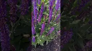 Salvia is one of my favorite plants for these reasons #salvia #sage #pollinatorgarden #pollinators