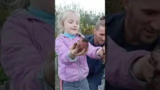 второй урожай ранняя картошка