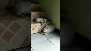 Persahabatan Kelinci & Anak kucing #01 " Kelinci & Anak kucing Yang Rukun. #shorts