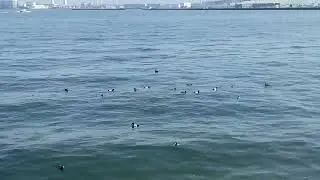 Amazing Asia - Pigeons caught fishing in Yokohama