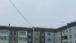 Нашествие птиц. Воронка. Ночной дозор