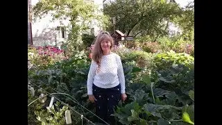 Blueberries, garden bilberries care.