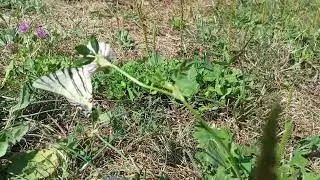 Махаон в Белгороде