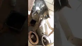 жорик и огромная крыса