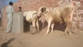 Action Packed Cow Mating!