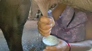 Very easy to milking।। indian Village milking