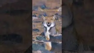 Tibetan Fox: Silly Face, Cunning Predator