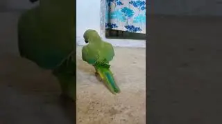 Udi UDI Jaye patang song and dance