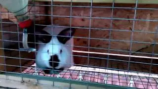 Всё о чём должен знать начинающий кроликовод!!!