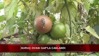 Suruç Ovası GAP’la canlandı