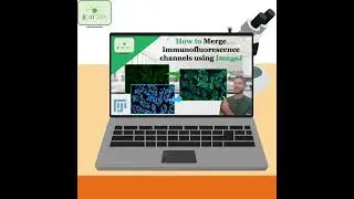How to merge Immunofluorescence channels using ImageJ #shorts #immunofluorescence #imagej #merge