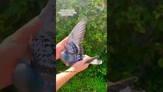 1st National Belgium 2024 | Racing pigeons | #pigeon #shorts #viral #birds