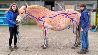 Lymfedrainage bij paarden, iedere paardengek moet dit weten❗️