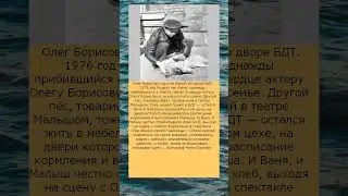 Красный пес Ваня и Малыш   Двое собак в Большом Драматическом Театре