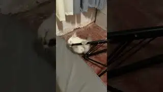 Oh god kitty #birds #cat #wildrabbits #animal #kitten #catlover #rabbit #mammal #cute #dog