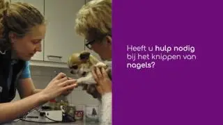 de hitsert versie 2