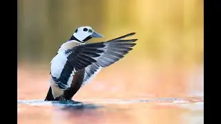 Vogelfotografie Tutorial - Enten auf Varanger