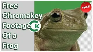 Free Frog Green Screen Footage | Chroma Key Frog Video