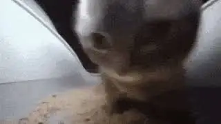 CHIPI CHIPI CHAPA CHAPA
