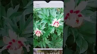цветение пионов, серия 1