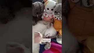 #tiktok #рекомендации #котики