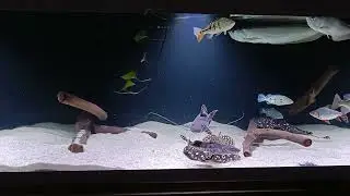 мои маленькие рыбки монстрики