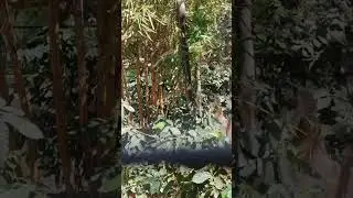 Jaga-jaga "Cik Salmah" mencari mangsa‼️